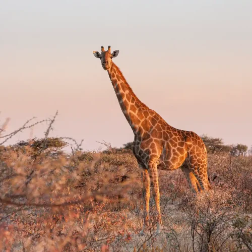 Giraffe in the Etosha National Park