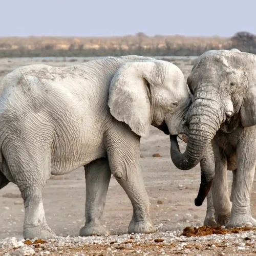 Elephants in the Etosha National Park