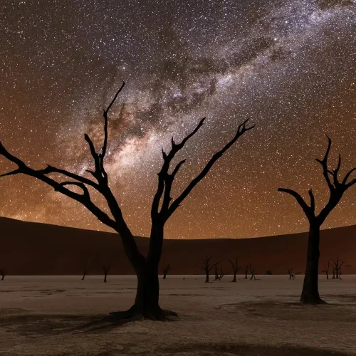 Dead trees at Deadvlei at night