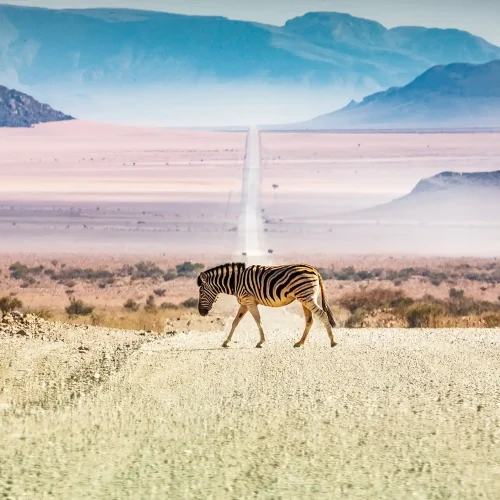 Zebras crossing the road
