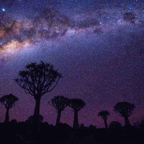 Quiver tree forest in Namibia at night