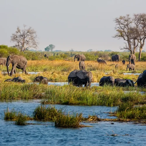 Herd of elephants in the Etosha National Park