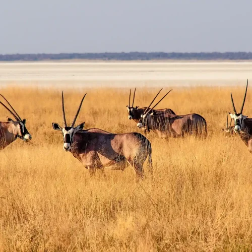 Namibia - Oryx in the Etosha National Park